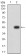 MITF Primary Antibody MP31088 [M8F1G5]