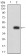 HLA-B Primary Antibody MP31115 [M2A11G7]