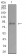 ADAMTS1 Primary Antibody MP31151 [M1C12E6]