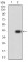 PRKAA2 Primary Antibody MP31179 [M5B4G1]