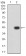 RIPK4 Primary Antibody MP31201 [M1F7D9]