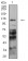 PCDH9 Primary Antibody MP31221 [M7G3A2]