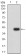 RUNX1 Primary Antibody MP31228 [M6C12B3]