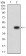 ATPIF1 Primary Antibody MP31272 [M1F3B8]