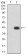 CTNNB1 Primary Antibody MP31277 [M7C5A2]