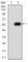 TNFSF11 Primary Antibody MP31306 [M7G3D7]
