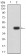 CD195 Primary Antibody MP31325 [M6H3D5]