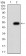 CD104 Primary Antibody MP31347 [M5G3G5]