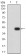 PLXNA1 Primary Antibody MP31355 [M7B8H9]