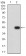 CD183 Primary Antibody MP31359 [M5C10B3]