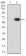 CD158E1 Primary Antibody MP31361 [M2C3A10]
