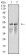 ACTR3 Primary Antibody MP31385 [M3G2C9]