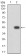 CD227 Primary Antibody MP31407 [M3B10B4]