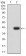 CD3G Primary Antibody MP31408 [M5B7F9]