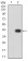 CD63 Primary Antibody MP31423 [M1E8D4]