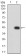 BTLA Primary Antibody MP31464 [M4B12A7]