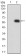 TNFRSF6B Primary Antibody MP31476 [M3C5H10]