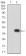 CCL4 Primary Antibody MP31477 [M7C9E4]