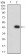 TNFRSF18 Primary Antibody MP31485 [M4H2D6]
