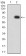 CD329 Primary Antibody MP31488 [M7G4A6]