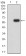 CD87 Primary Antibody MP31502 [M1D1B11]