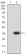 TNFRSF12A Primary Antibody MP31507  [M5C9B4]