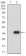 GITR Primary Antibody MP31522  [M6H8B9]