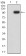 CD202B Primary Antibody MP31528 [M3F5B9]