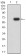CD327 Primary Antibody MP31534  [M3C11C12G1]