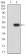CD204 Primary Antibody  MP31541  [M5B8H4]
