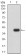 CD363 Primary Antibody  MP31546 [M8E4H5]