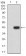 CD182 Primary Antibody MP31561 [M5F7A11]