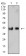 CD132 Primary Antibody MP31596  [M4A8F2]