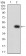 CD248 Primary Antibody MP31613  [M1H11A10]