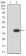 TIM3 Primary Antibody MP31622  [M5A7D12]