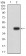 CD224 Primary Antibody MP31710   [M1F1B5]