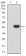 DFFA Primary Antibody  MP31719 [M2B10C8]