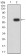 DFFB Primary Antibody WB result