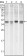 MCL-1 Primary Antibody MP20027 [M8C6D4B1]