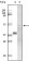 GSK3 alpha Primary Antibody MP20089 [M6G2F1]