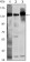 SMC1 Primary Antibody MP20426 [M5B6]