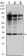 Rab25 Primary Antibody MP20430 [M3F12]