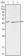 DKK3 Primary Antibody MP30010 [M4G7]