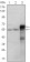 ETS1 Primary Antibody MP30019 [M10D2]