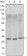 CD69 Primary Antibody MP30021 [M8B6]