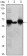 ALPP Primary Antibody MP30061 [M3E5]