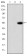 MMP9 Primary Antibody MP30251 [M5G3]