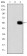 MMP9 Primary Antibody MP30253 [M5C3]