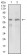 GPNMB Primary Antibody MP30520 [M7C10E5]