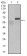 CA9 Primary Antibody MP30545 [M7C4A5]